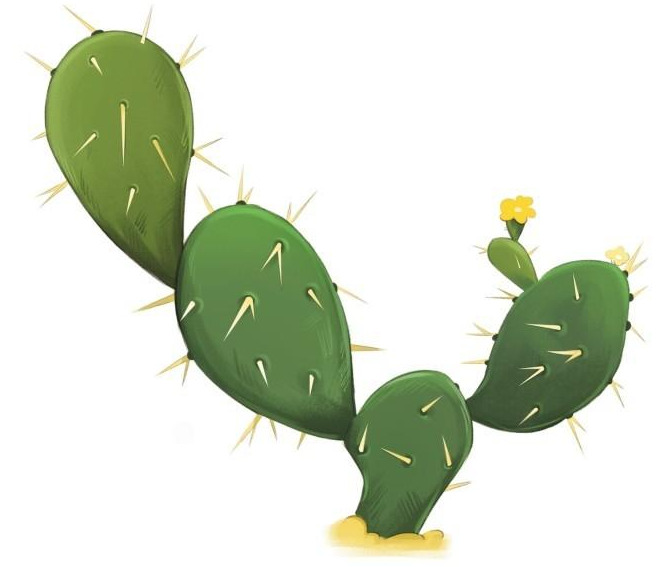 植物插画教程：仙人掌图
