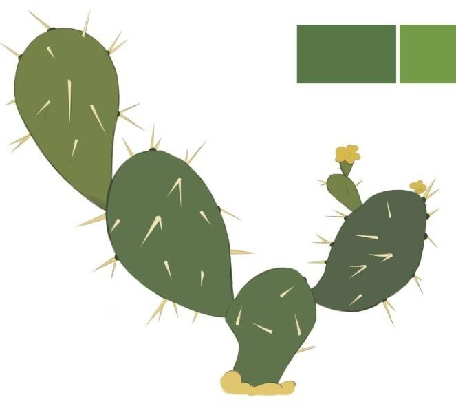 植物插画教程：仙人掌图
