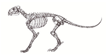 动物骨骼肌肉结构图